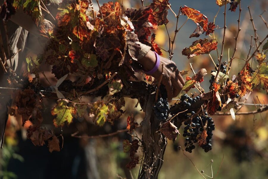 Hand harvesting grapes in an autumn vineyard