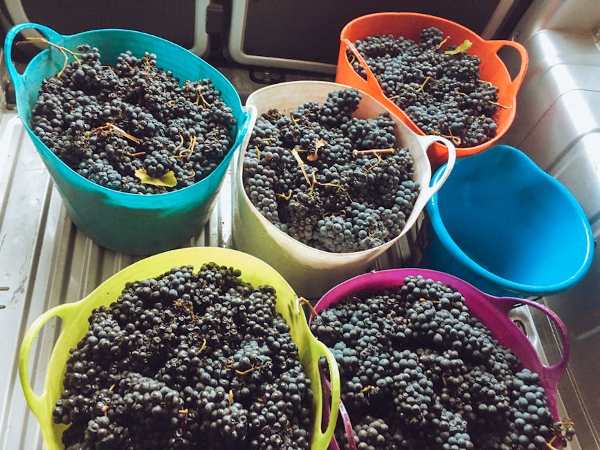 Freshly harvested grapes in baskets ready for winemaking
