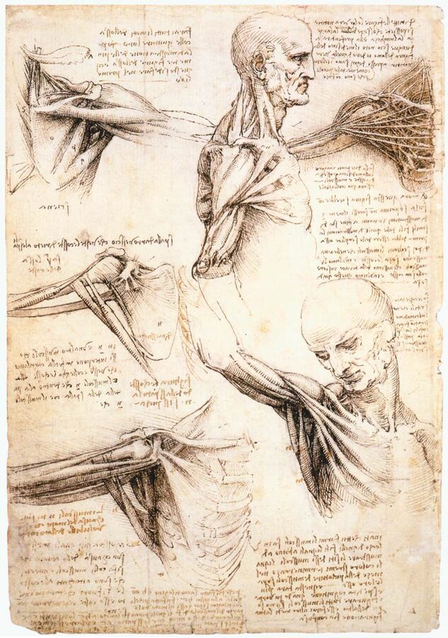 Leonardo's anatomical study of the human shoulder