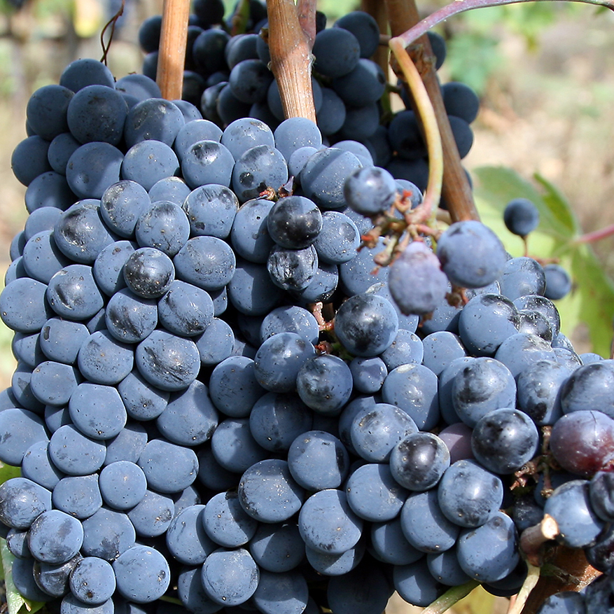 Sangiovese grapes for Chianti on the vine