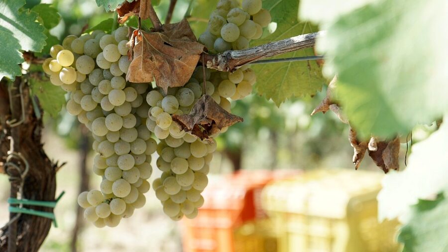 Tuscan grapes on the vine for Vino Toscano
