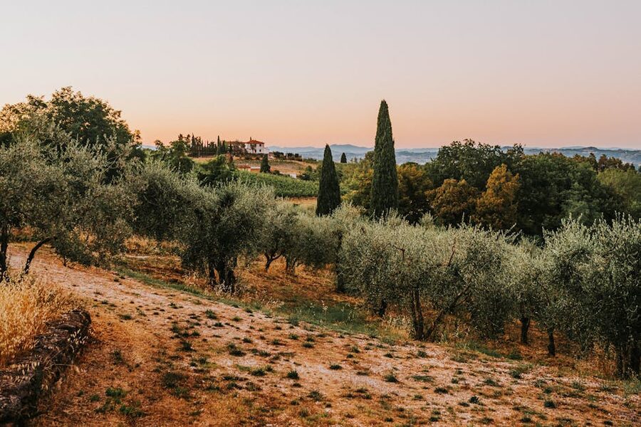 Tuscan landscape with olive trees and cypress at sunset