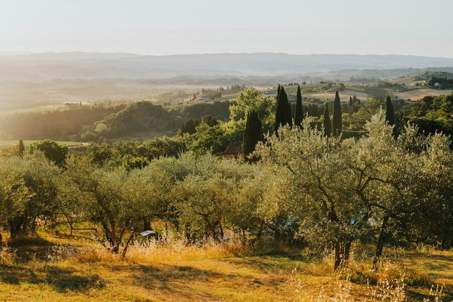 Tuscany sunlit cypress hills and olive groves