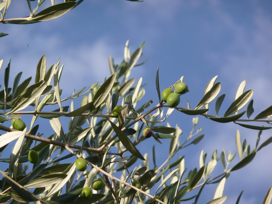 Tuscan olive tree in an oil grove