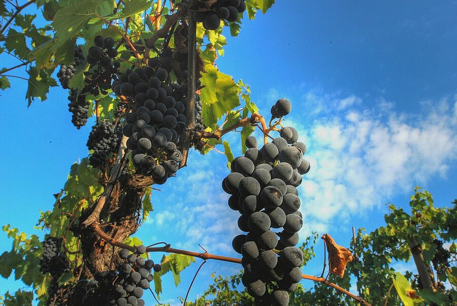 Wine grapes ripening in the Chianti region