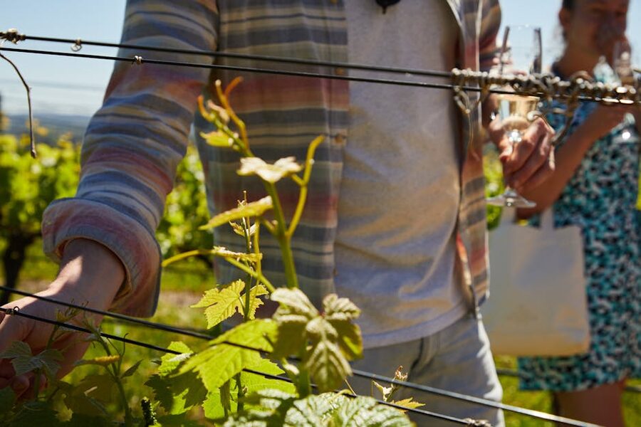 Visitors touring a vineyard with grapevines