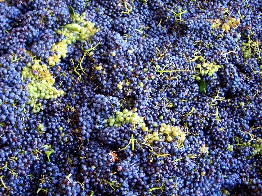 Vintage style grape harvest with blue grapes