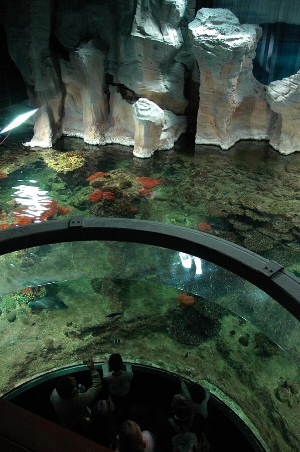 Visitors at a large fish tank inside the Acquario di Genova