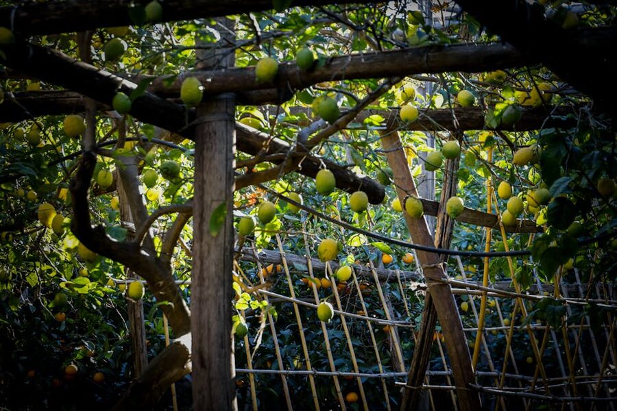 Lemon grove on the Amalfi Coast