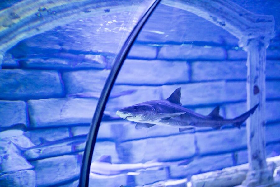 A shark swims past visitors in an aquarium with clear glass