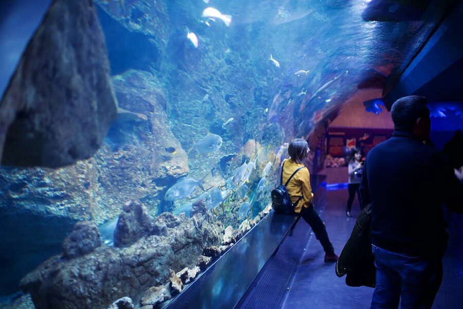 Visitors looking through an aquarium underwater tunnel