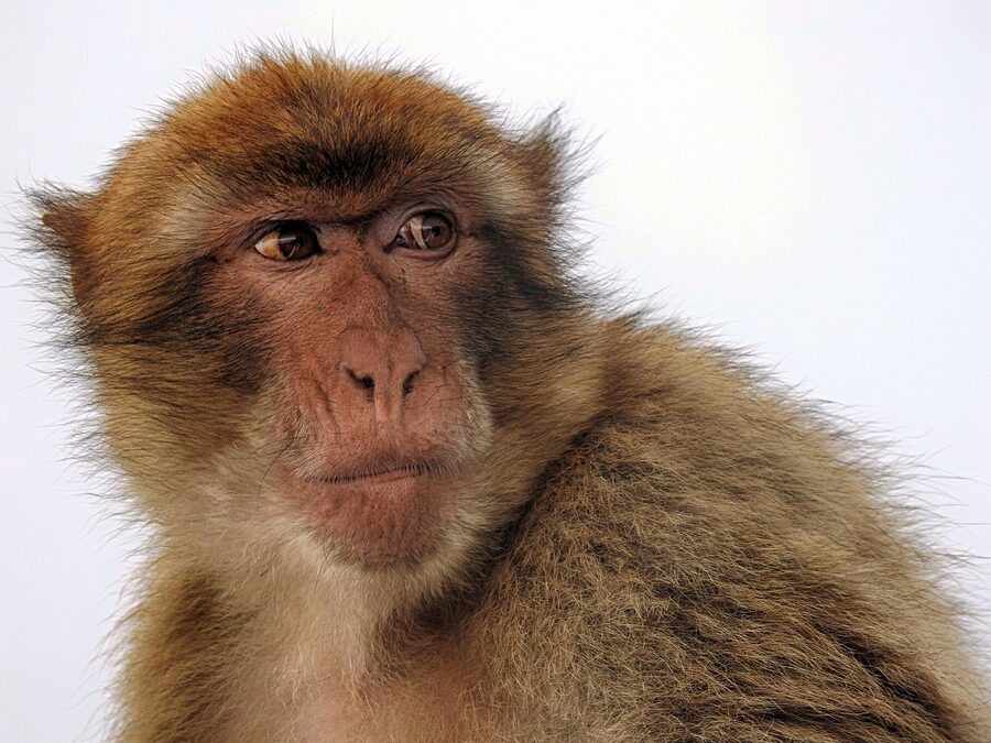 Close portrait of a Barbary macaque on the Rock of Gibraltar