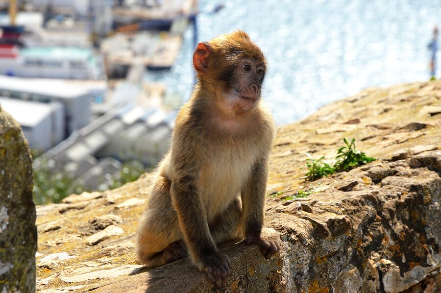 A Barbary macaque cub on the Rock