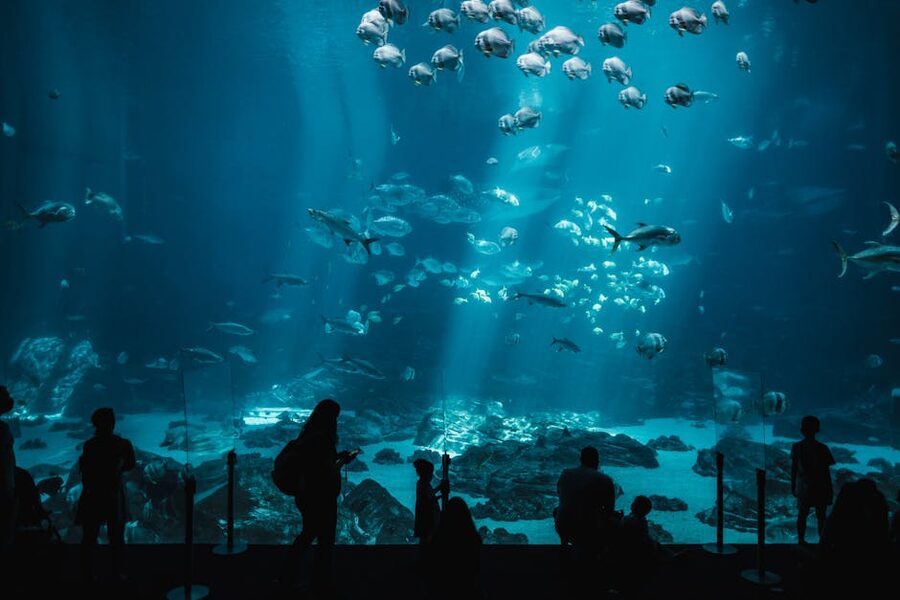 Visitors silhouetted against a giant aquarium tank