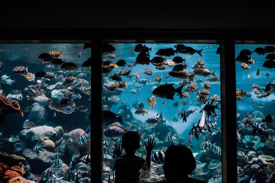 Child watching colourful fish in aquarium tank