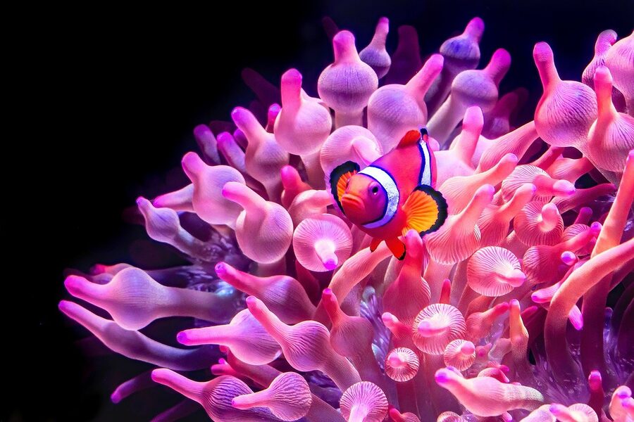 Clownfish in anemone tank
