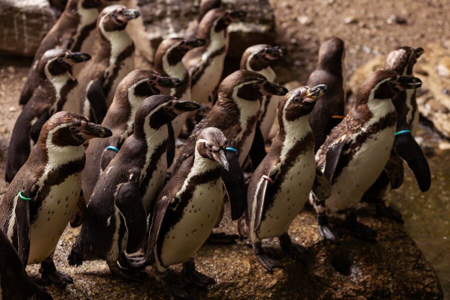 Humboldt penguins on rocks in their enclosure