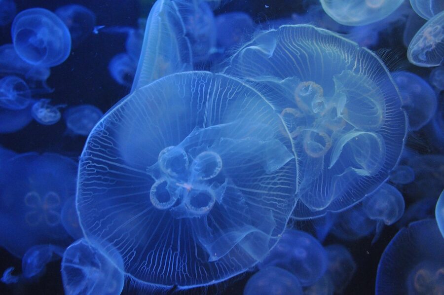 Jellyfish glowing in blue-lit aquarium tank