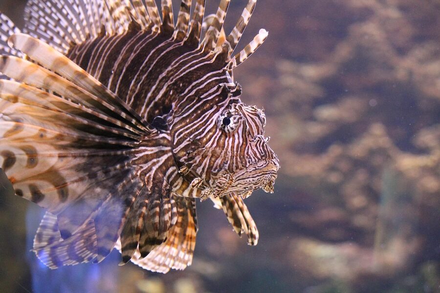 Red lionfish with venomous spines in aquarium tank