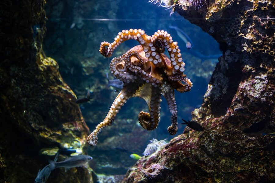 Octopus in Barcelona aquarium tank near coral