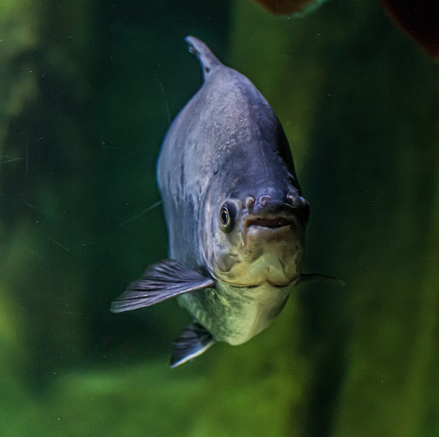 Piranha in tropical river tank