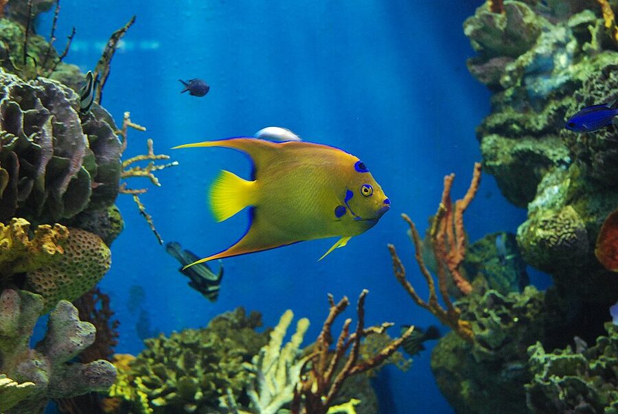 Queen angelfish at L Aquarium Barcelona