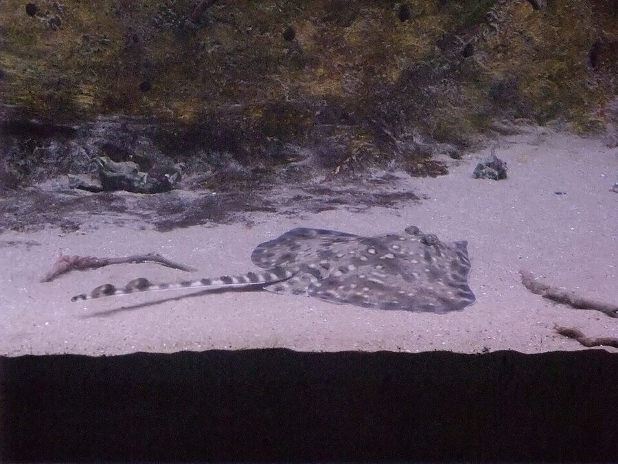Stingray in Oceanarium tank at L Aquarium Barcelona