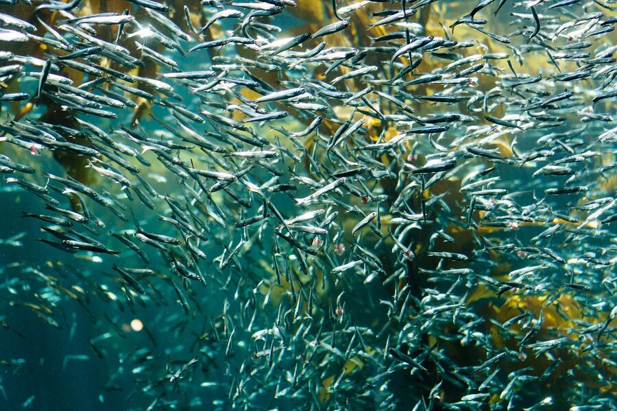 Sardines schooling in tank