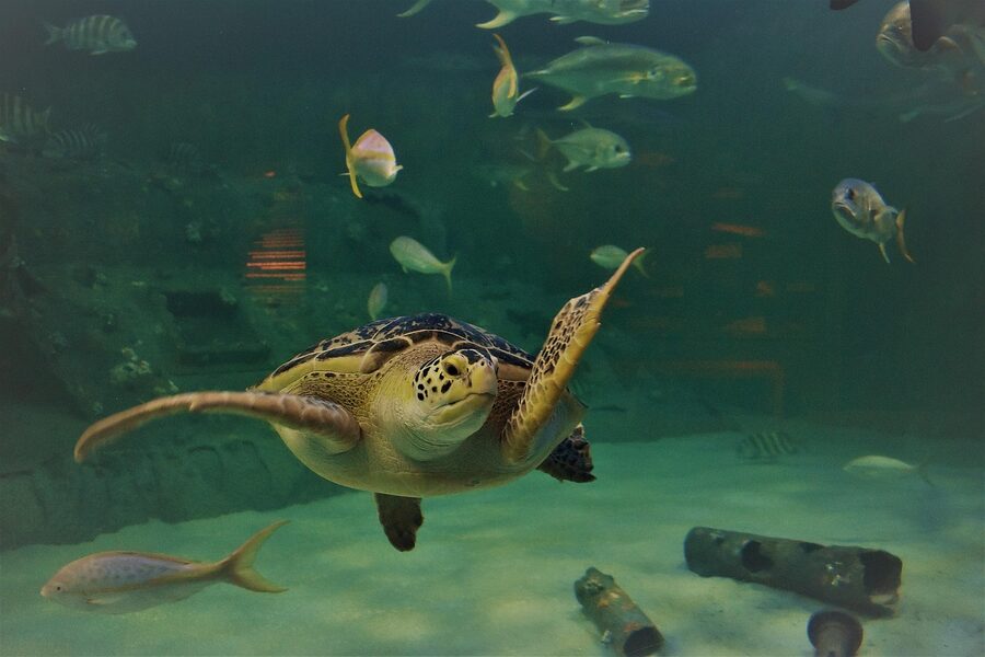 Sea turtle swimming in aquarium tank