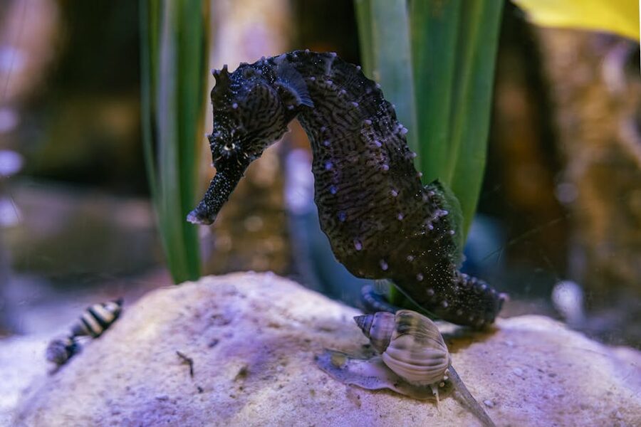 Mediterranean seahorse in seagrass tank