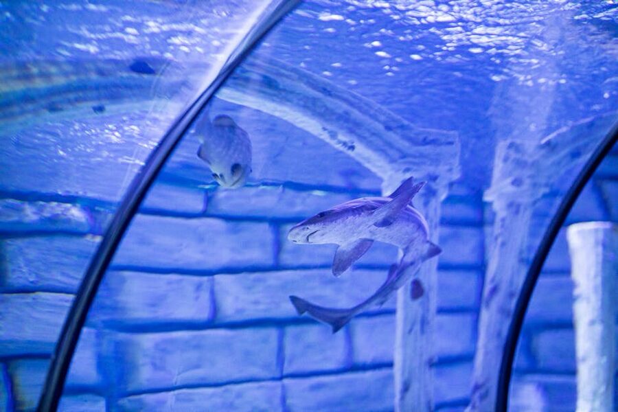 Shark gliding through aquarium tunnel