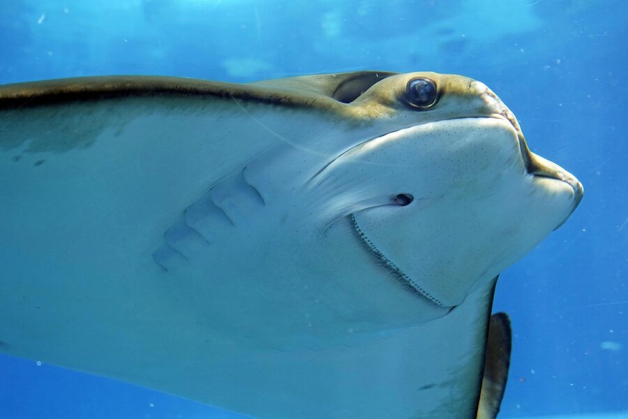 Stingray gliding through aquarium