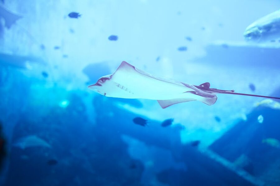 Stingray gliding through tank