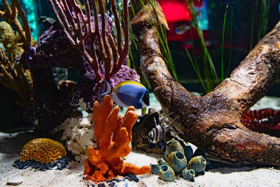 Tropical coral and reef fish in aquarium display
