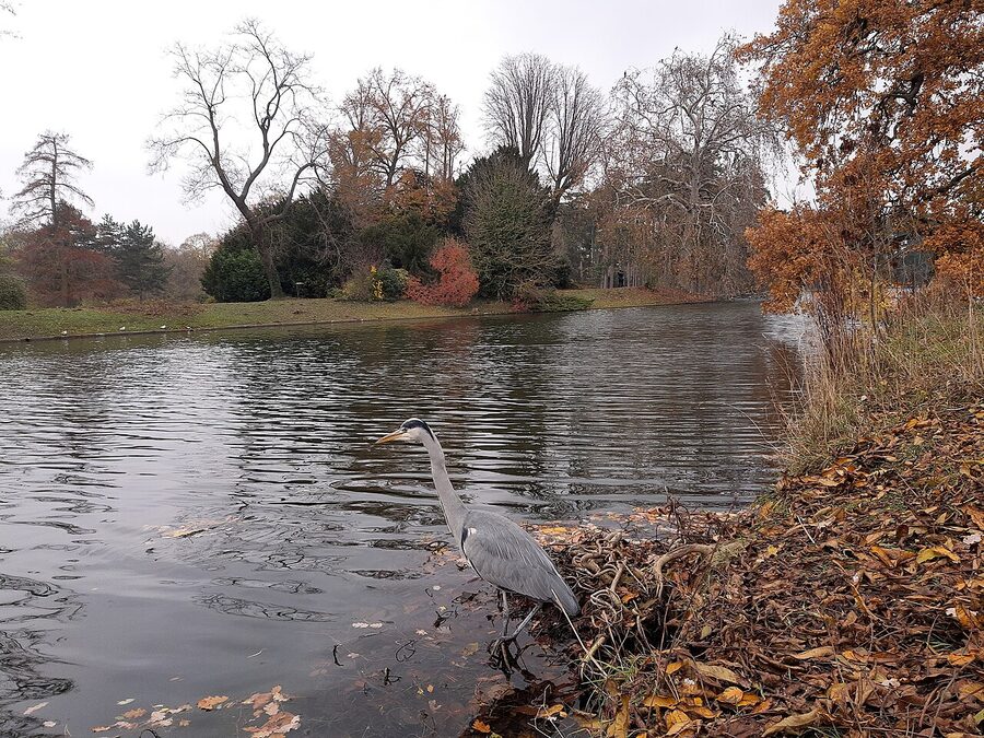 A heron at a lake in the Bois de Boulogne Paris