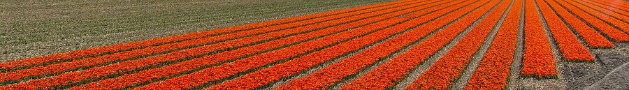 Bollenstreek tulip field panorama