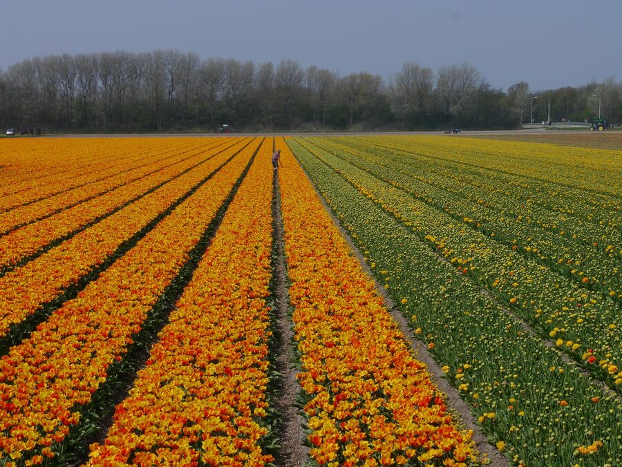 Bollenstreek tulip fields in Zuid-Holland