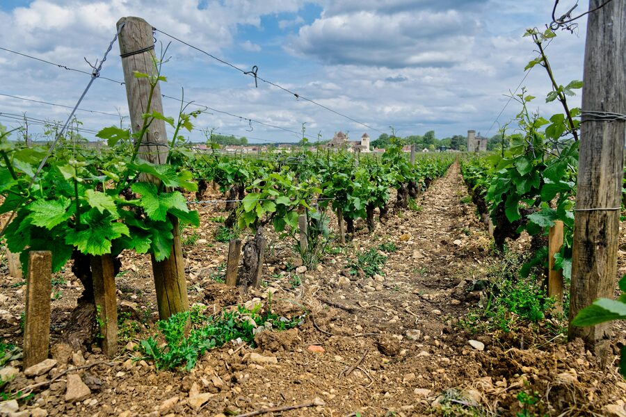 European wine region vineyard rows