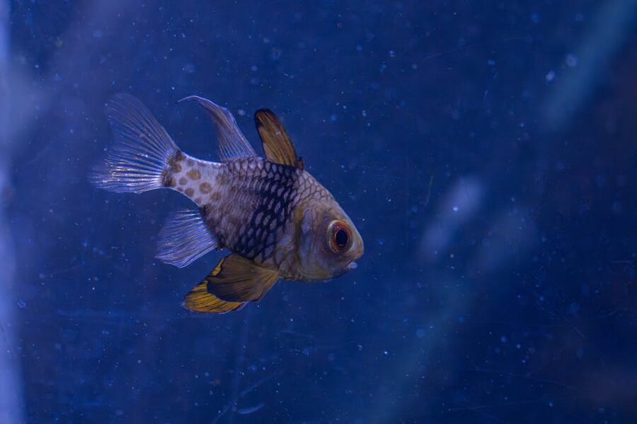 A butterflyfish in a Valencia tank