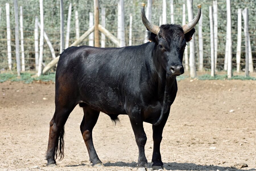 Black Camargue bull standing in pasture