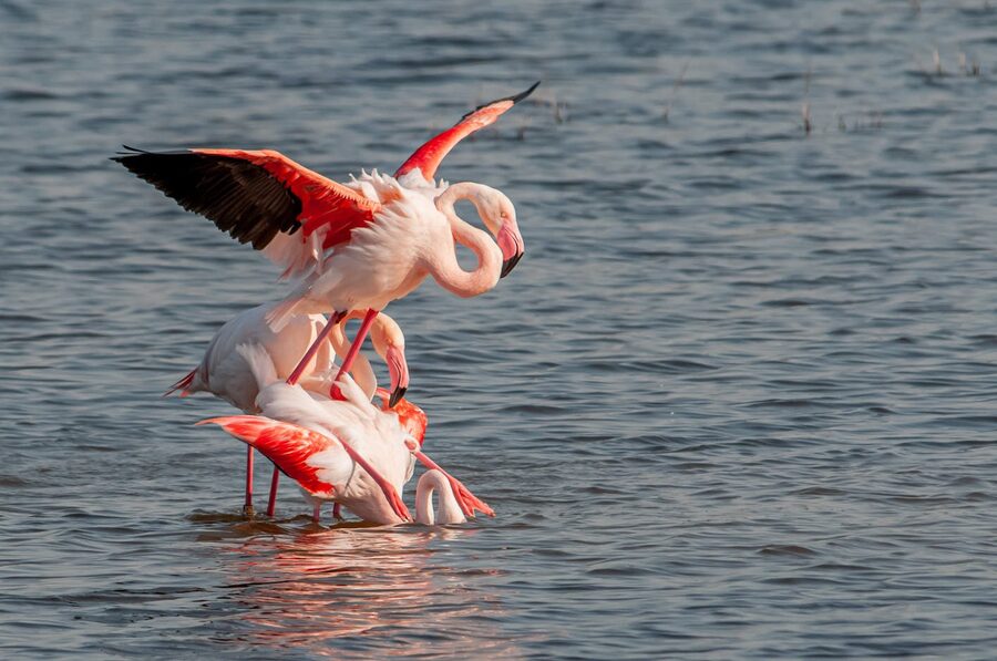 Flock of flamingos in shallow Camargue water