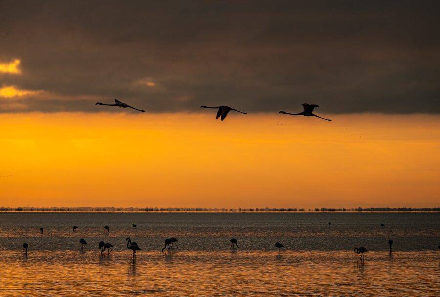 Flamingos at sunrise near Saintes-Maries-de-la-Mer