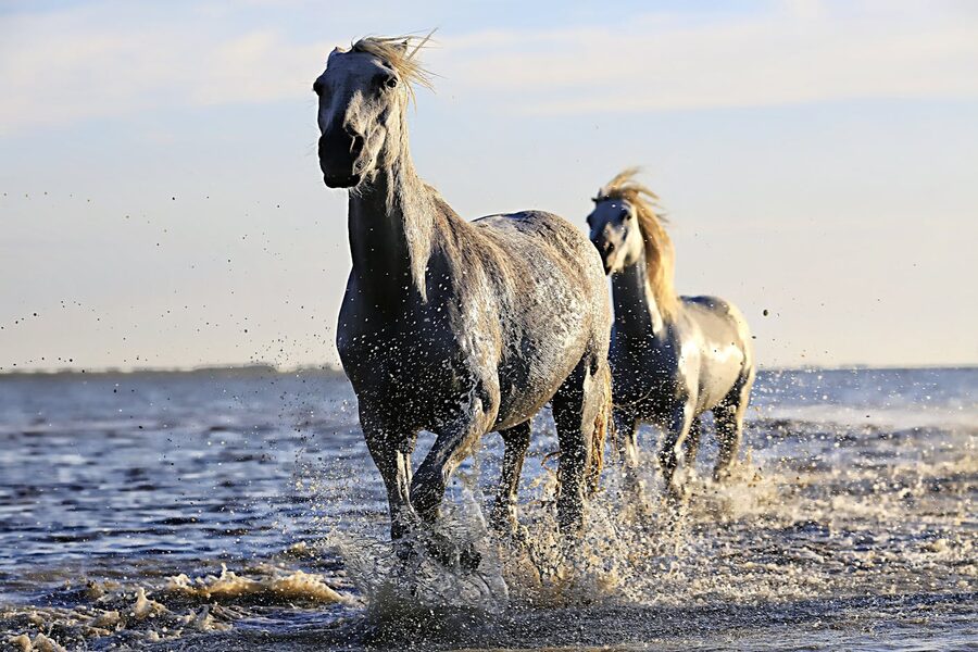 White Camargue horses galloping through shallow water