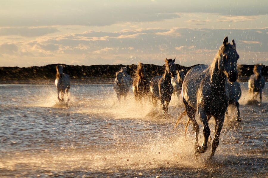 Wild Camargue horses at sunset wading through shallow water