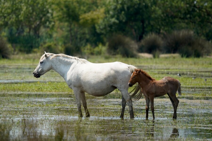 Camargue mare and dark grey foal in wetland