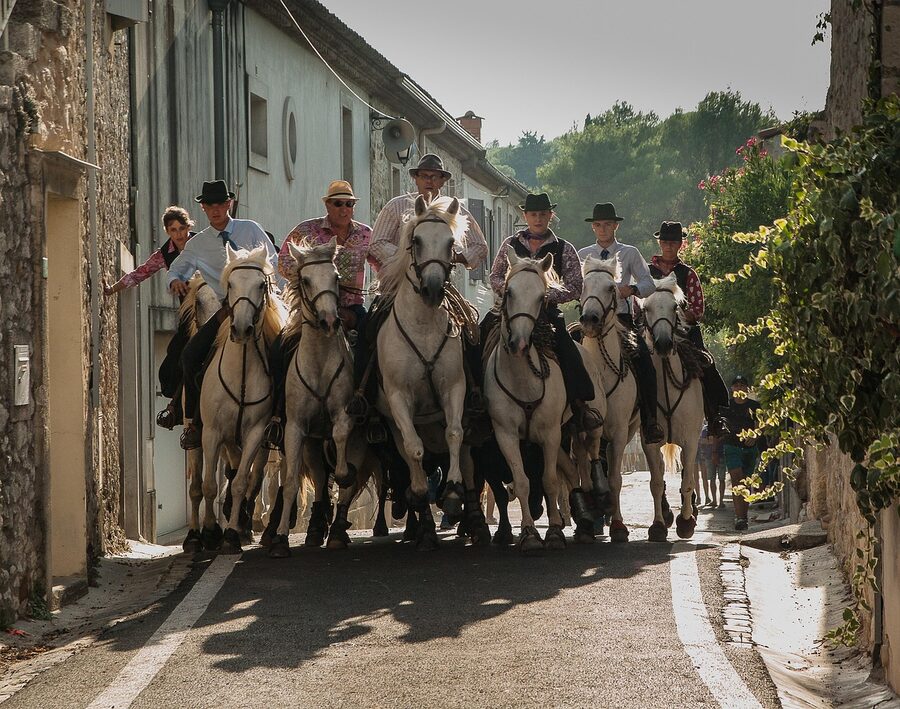 Camargue feria with horses and black bulls