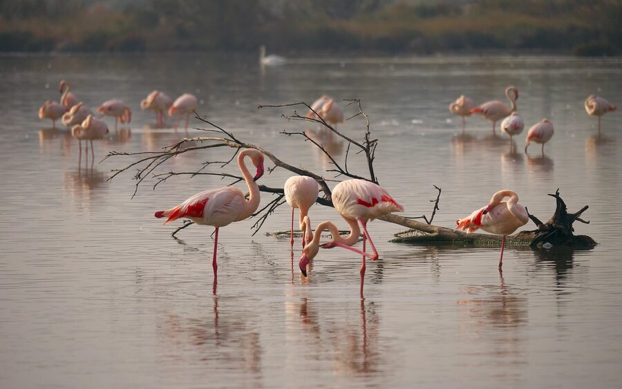 Pink flamingos in Camargue pond