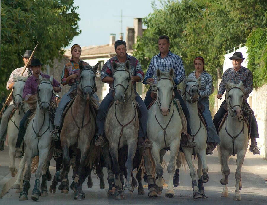 Camargue gardians on horseback moving cattle