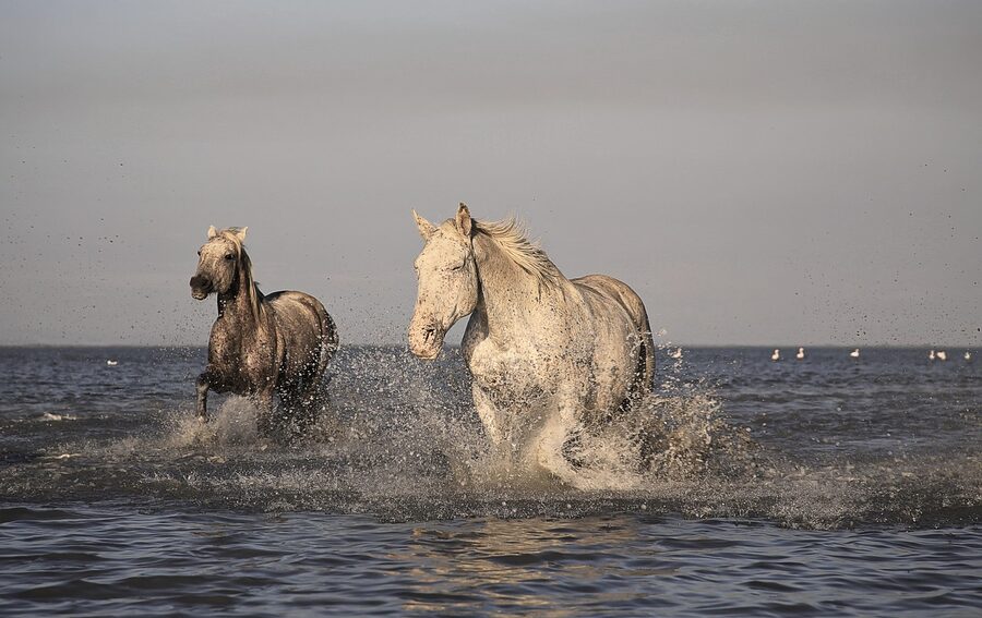 White Camargue horse standing in shallow water