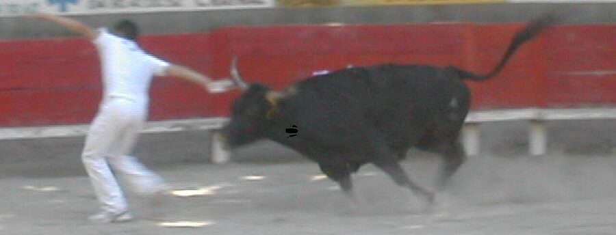 Course camarguaise non-lethal bullfighting in Provence